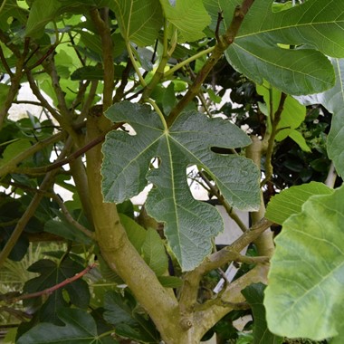 Ficus carica (Multistem 50 litre 125-150 cm Specimen)